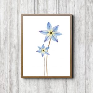 Blue Star Flower Decor