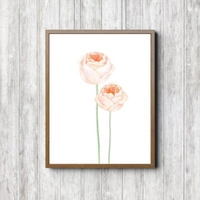 Peach Pink Roses Poster