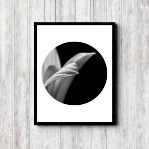 Black & White Flower Photo