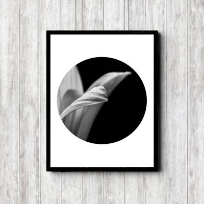 Black & White Flower Photo