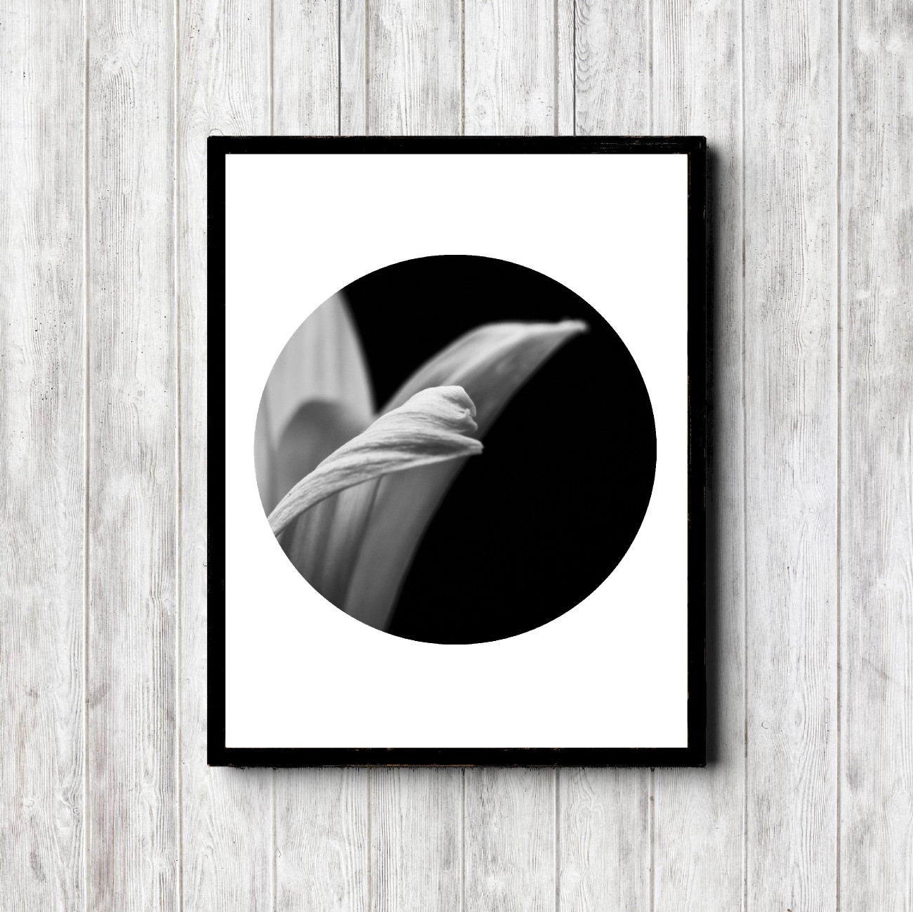 Black & White Flower Photo